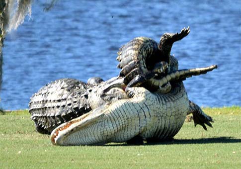 Se pelean dos cocodrilos en campo de golf