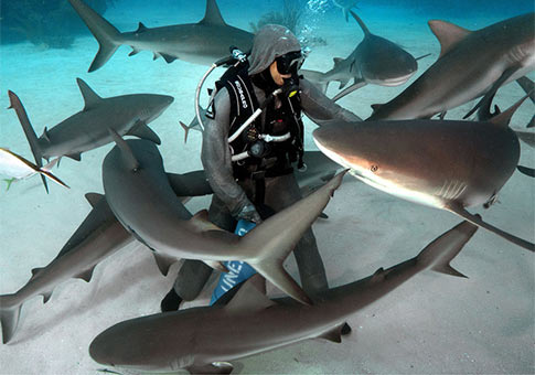 Hombre rodeado por tiburones