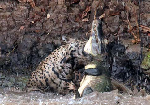 Combate entre jaguar y cocodrilo