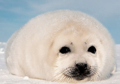 Fotos de foca simpática