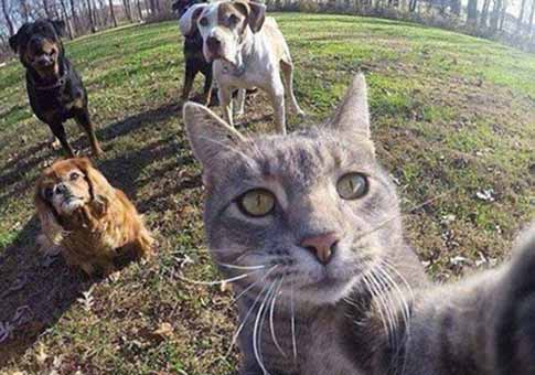 Selfies "tomados" por gatos