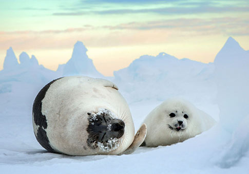 Fotos de focas tiernas