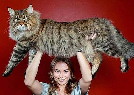 Los gatos más gigantes del mundo