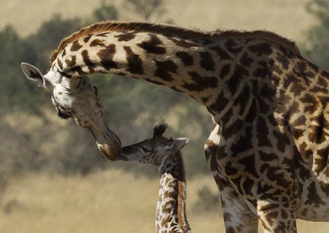 Jirafa besa a su bebé