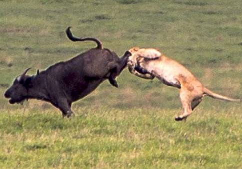 Lucha entre búfalo y león
