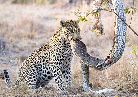 Lo que pasa entre leopardo hambriento y pitón muerto