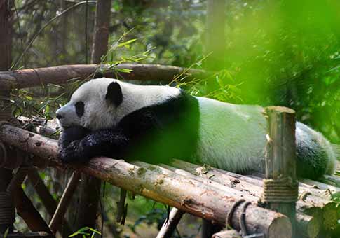 Pandas gigantes en Chengdu