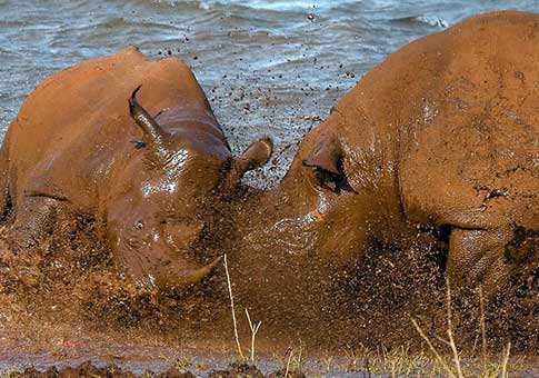 Pelea entre rinocerontes