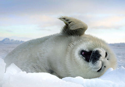 Fotos de focas simpáticas
