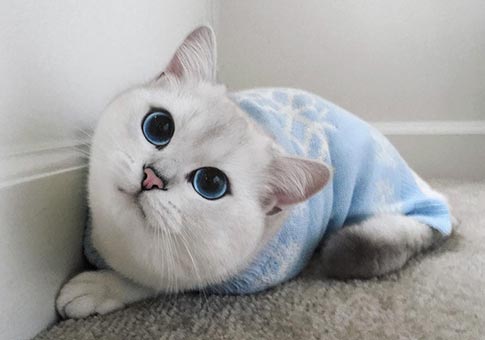 Gato con bonitos ojos azules