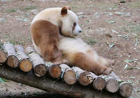 Qi Zai, único panda de color marrón del mundo sobrevive invierno en China
