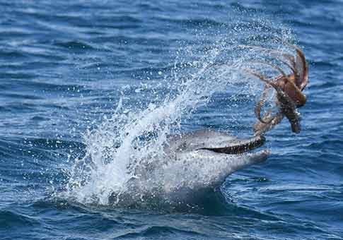 Un delfín "juega" con un pulpo