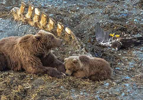 Pelea entre cóndores y osos pardos por comida