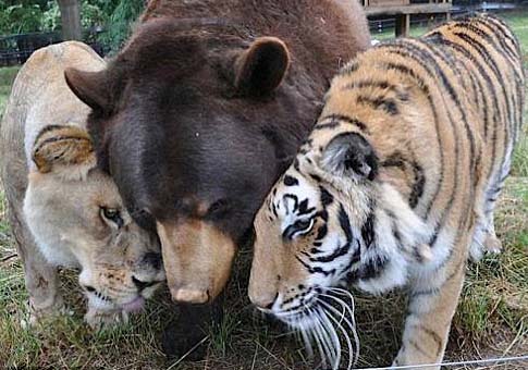 La amistad entre animales