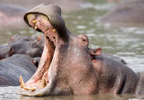 Un hipopótamo con dientes grandes