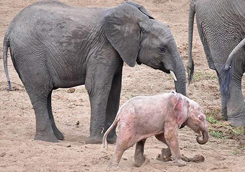 Elefante de color rosa