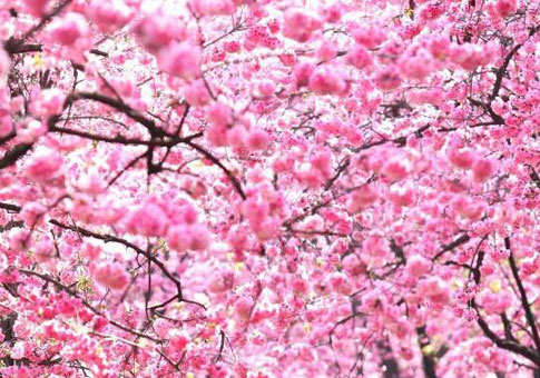 Flor de cerezo en Kunming