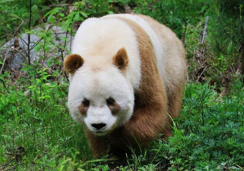 Panda de color marrón sobrevive invierno en China