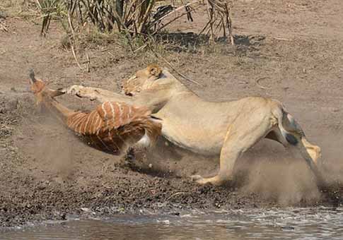 Una leona ataca una sitatunga