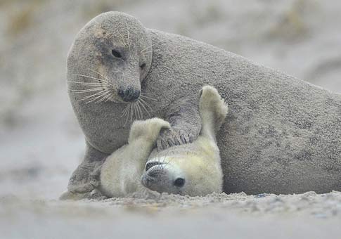 Un cachorro de foca y su madre