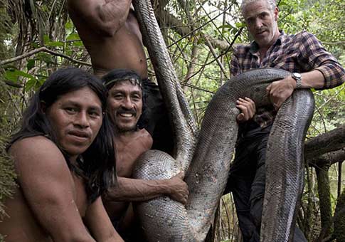Anaconda de 5.1 metros encontrado en Amazonia