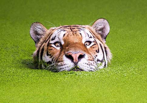 Tigre nadando en "mar verde"