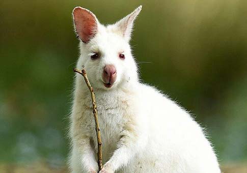 Aumenta el número de canguros albinos en Australia