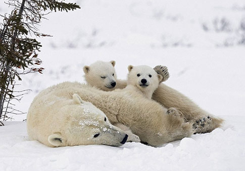Fotos de cachorros de oso polar y su mamá