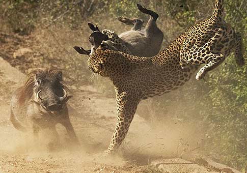 Hembra de facóquero común pelea con guepardo para salvar su cría