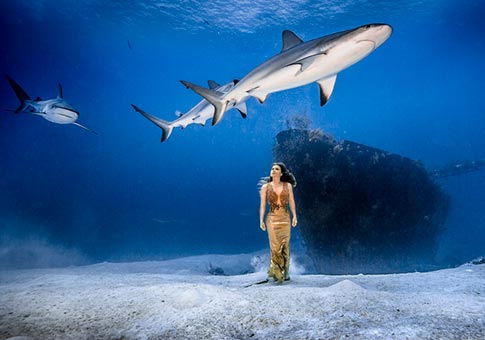 Aventurera toma fotos en mar para llamar atención de crisis de extinción de tiburones