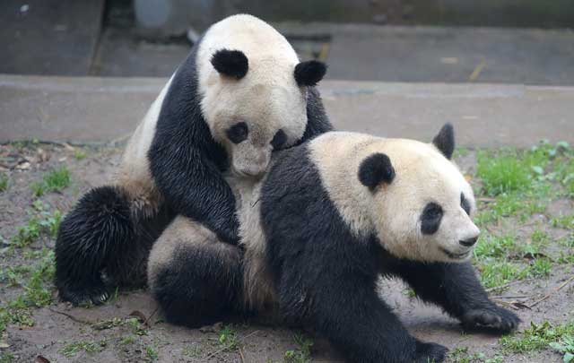 Panda chino nacido en EEUU da primer paso hacia paternidad