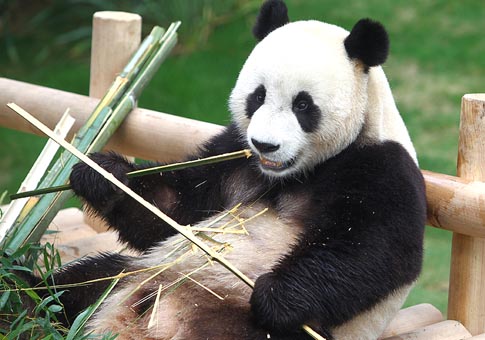 Pandas de China en Corea del Sur