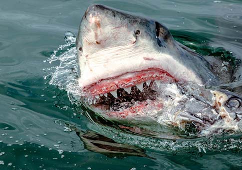 Fotos de tiburón blanco