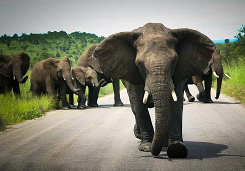 Elefantes iban a atacar a personas