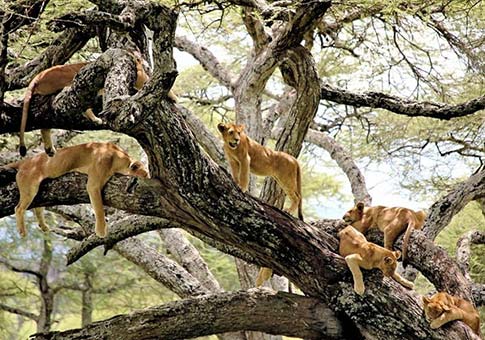 Leones descansan en un árbol