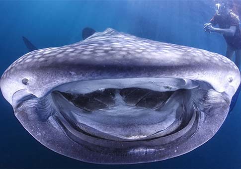 La sonrisa de tiburón ballena
