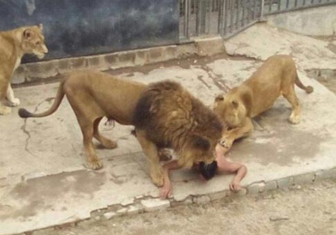Hombre buscaba suicidarse en jaula de leones en zoológico en Chile