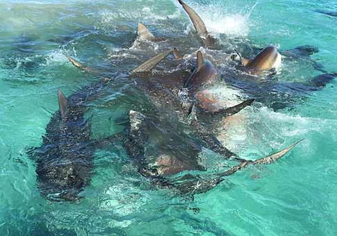 Tiburones tigres comen cadáver de yubarta
