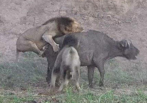 Búfalo escapa cuando leones pelean por él