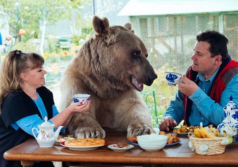 Pareja rusa vive con un gigatesto oso