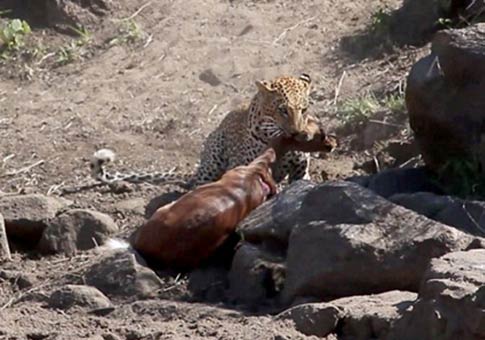 Leopardo escondido caza impala