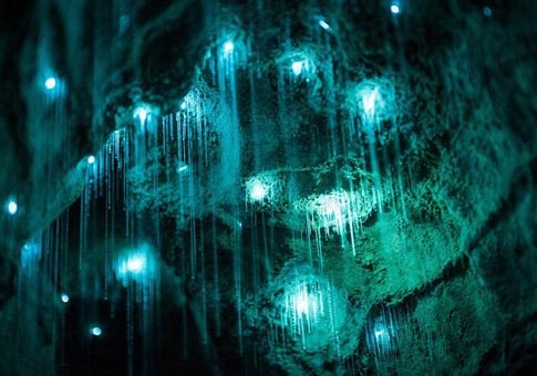 La cueva de las luciérnagas en Nueva Zelanda
