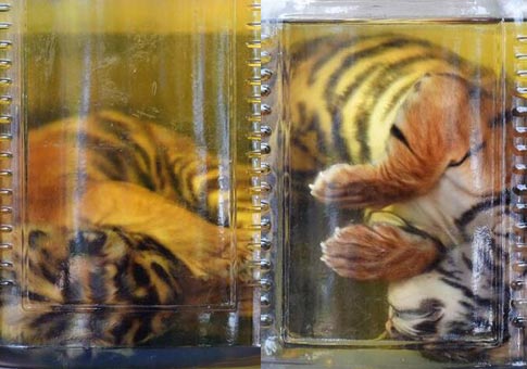 Tigres de"Templo del Tigre" fue reubicado en Tailandia