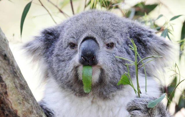 Siguen disminuyendo los koalas en Australia