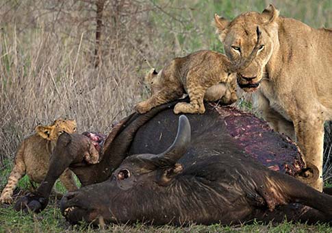 Leones comiendo gaur