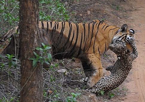 Tigra VS leopardo