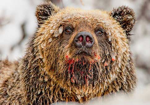 Fotos de osos bajo lentes de fotógrafo Paul Nicklen