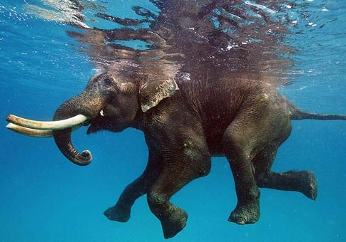 Elefante Indio nadando bajo el agua