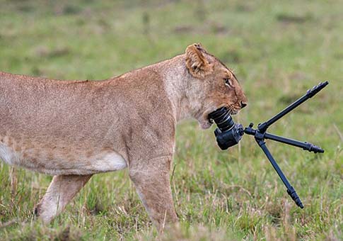 Una leona se interesa en una cámara