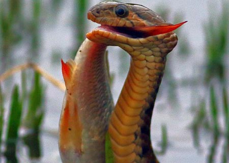 Serpiente captura pez
